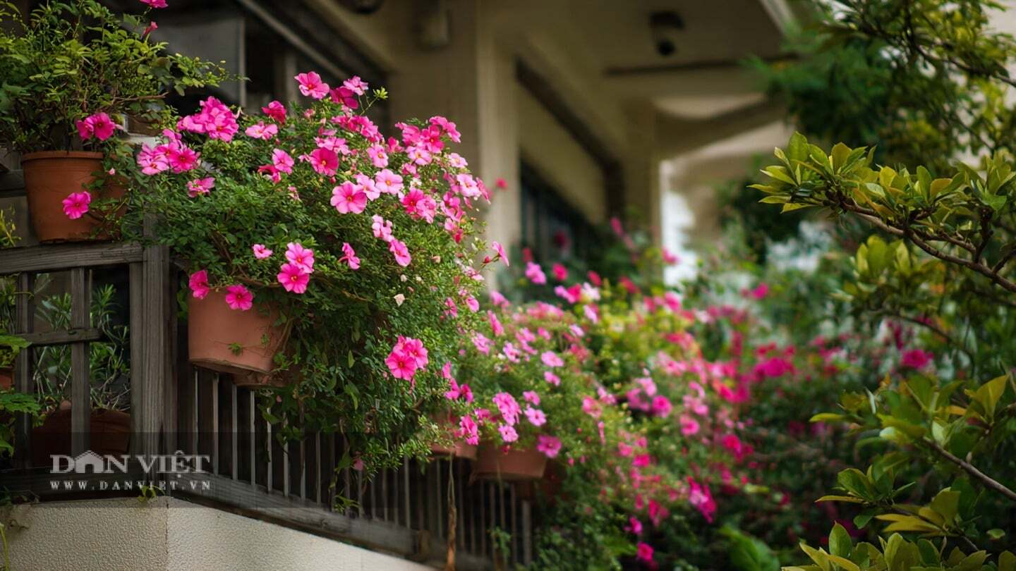 Cây cảnh này khỏe mạnh lại cực kỳ dễ nhân giống.