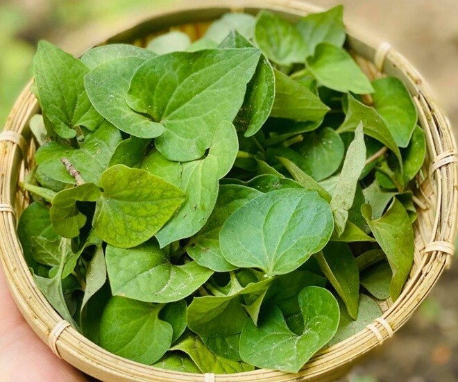 Là loại rau dân dã, nhưng diếp cá có nhiều tác dụng với sức khỏe.