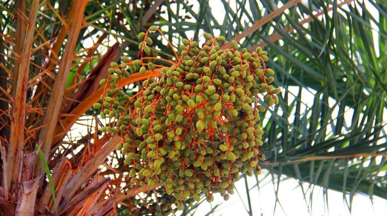 Loại quả amp;#34;tốt nhất thế giớiamp;#34; chỉ có ở Đồng Tháp, trồng một lần thu hoạch nhiều năm, thành đặc sản nổi tiếng 250.000 đ/kg - 2