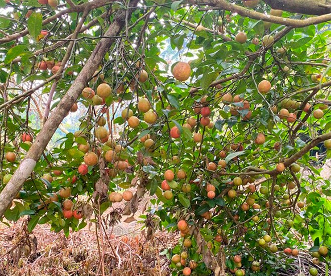 Loại quả amp;#34;tốt nhất thế giớiamp;#34; chỉ có ở Sơn La, trồng một lần thu hoạch nhiều năm, thành đặc sản nổi tiếng 70.000 đồng/kg - 1