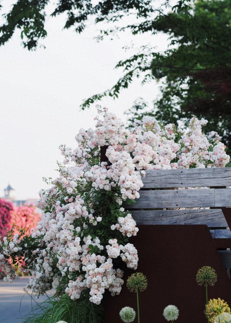 Loại hoa gây sốt vì vừa đẹp vừa thơm, nở quanh năm thành chùm rủ như thác, hương lan khắp vườn - 2