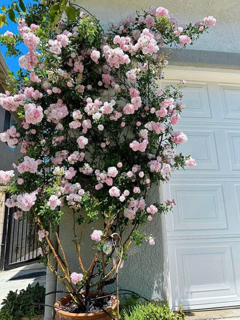 Loại hoa gây sốt vì vừa đẹp vừa thơm, nở quanh năm thành chùm rủ như thác, hương lan khắp vườn - 3