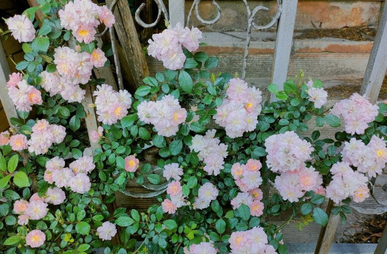 Loại hoa gây sốt vì vừa đẹp vừa thơm, nở quanh năm thành chùm rủ như thác, hương lan khắp vườn - 4