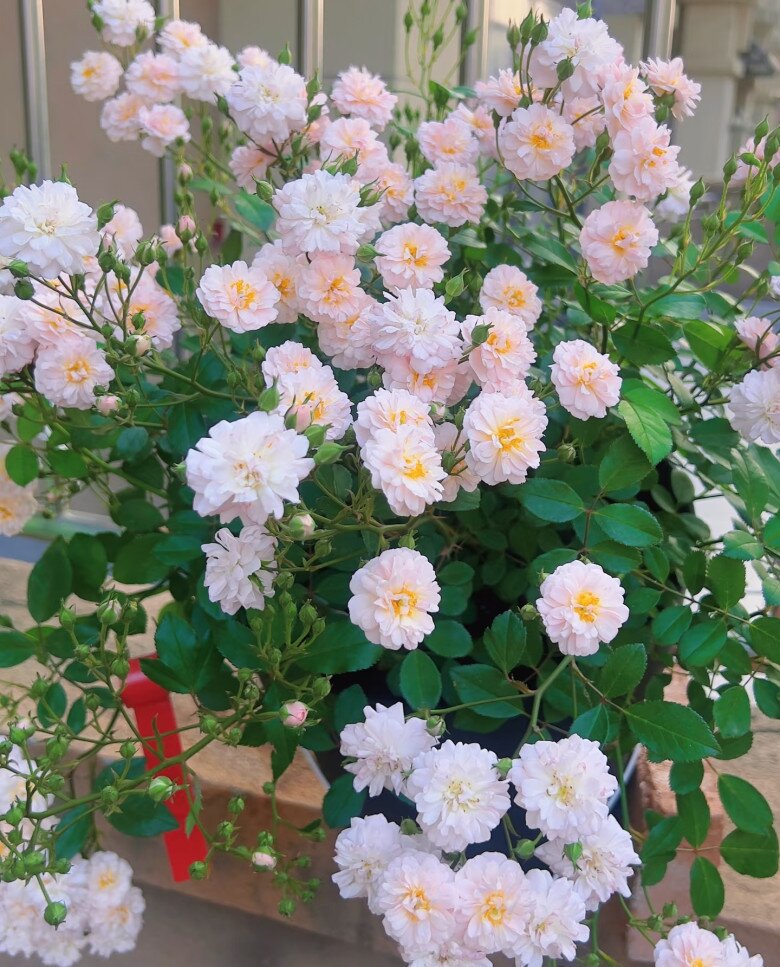 Loại hoa gây sốt vì vừa đẹp vừa thơm, nở quanh năm thành chùm rủ như thác, hương lan khắp vườn - 5