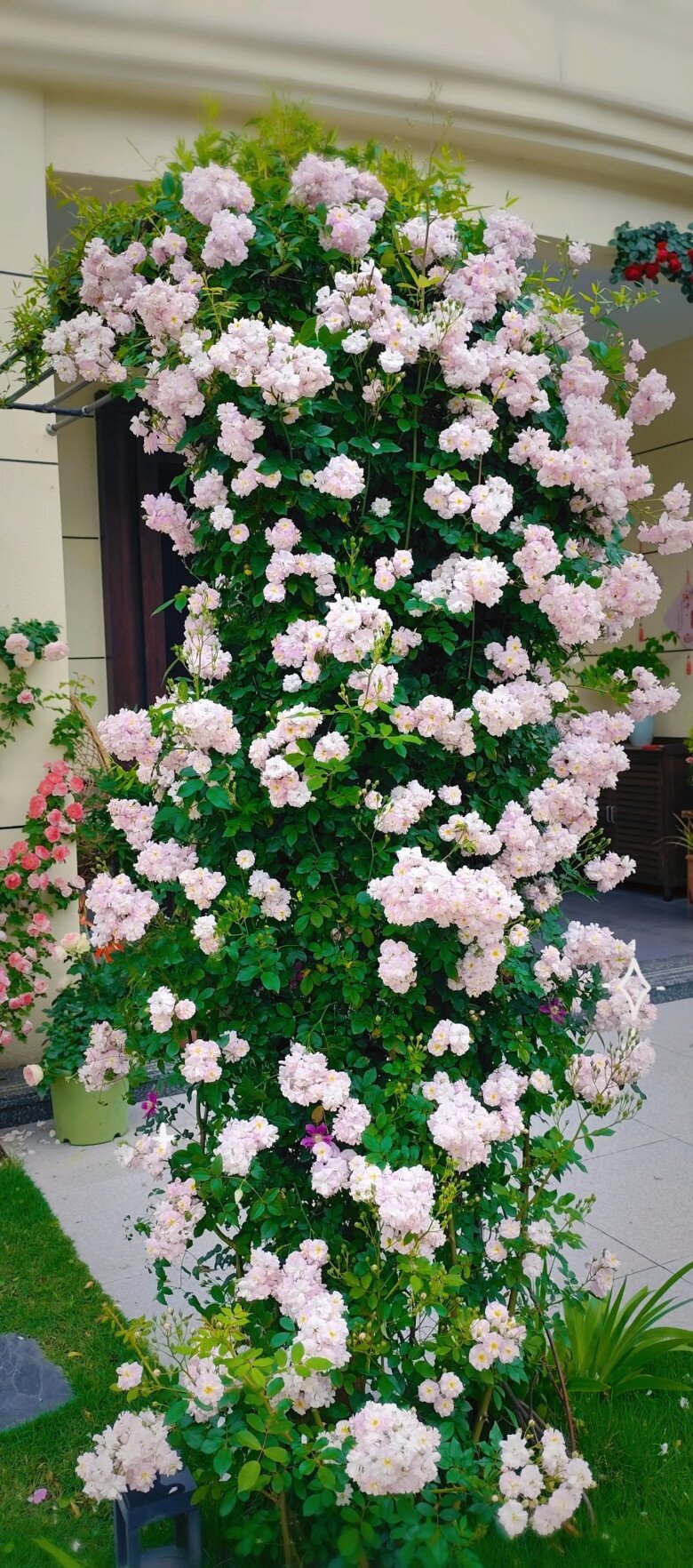 Loại hoa gây sốt vì vừa đẹp vừa thơm, nở quanh năm thành chùm rủ như thác, hương lan khắp vườn - 6