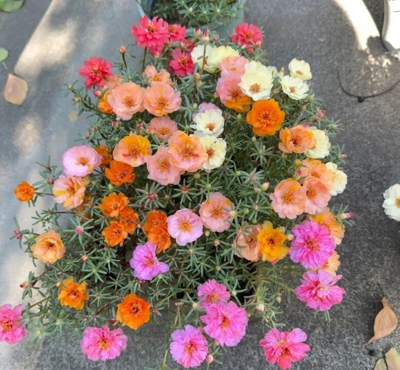 5 loài hoa nở “không biết mệt”, nở 200 ngày mỗi năm, giờ trồng chỉ 2 tháng sau đã rực rỡ - 2