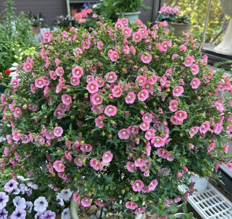 5 loài hoa nở “không biết mệt”, nở 200 ngày mỗi năm, giờ trồng chỉ 2 tháng sau đã rực rỡ - 3