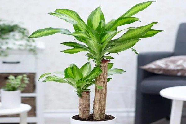 Cây phát tài (phát tài khúc) mang ý nghĩa về sự thăng tiến và may mắn, giúp gia chủ tuổi Mão thúc đẩy vận trình tài lộc, tạo ra sự đột phá mạnh mẽ hơn trong công việc.