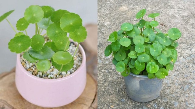 Cây cỏ đồng tiền với vẻ ngoài nhỏ nhắn nhưng tràn đầy sức sống sẽ giúp gia chủ tuổi Tỵ cải thiện sự quyết đoán, khai thông tư tưởng và mang lại nhiều vận may về tiền bạc.