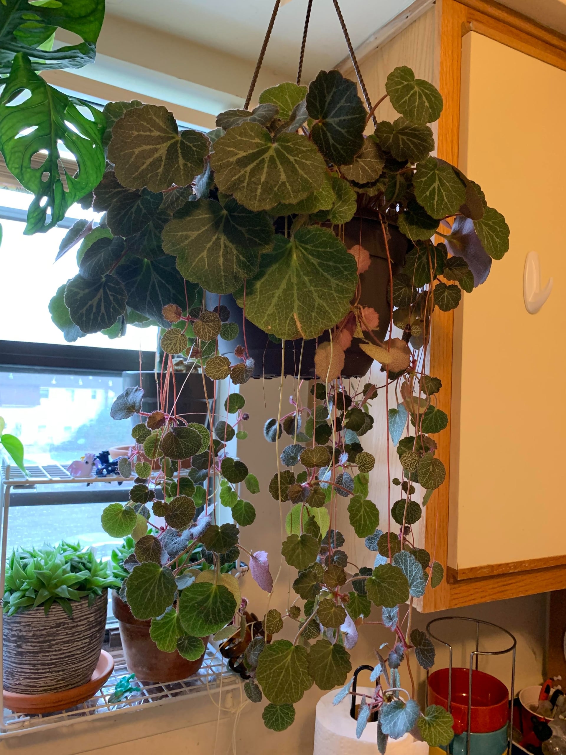 Nhiều người nghĩ cây cảnh này chỉ là một loại cỏ dại