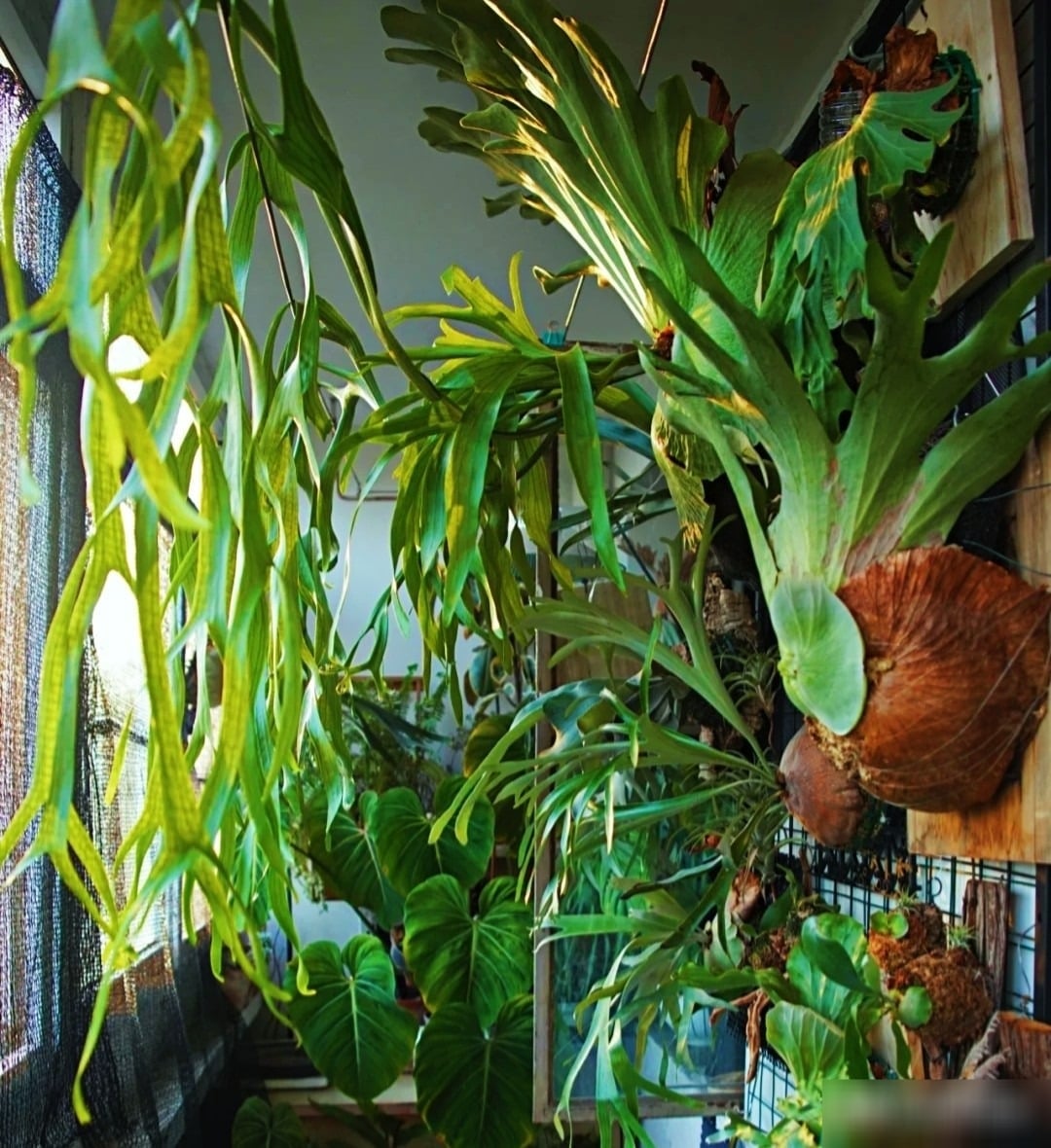 Cây cảnh này rất thích hợp để treo tường hoặc ốp tường