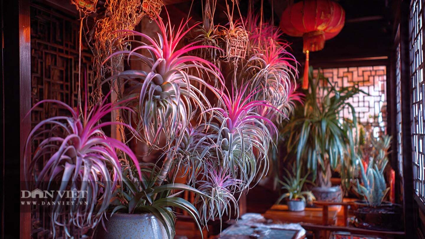 Cây cảnh trông giống như một sinh vật ngoài hành tinh