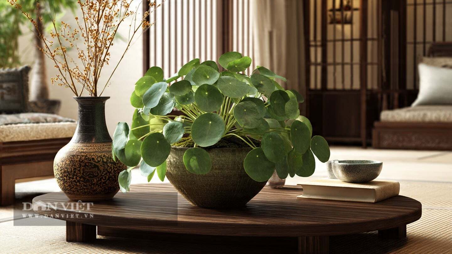 So với cây cảnh cỏ đồng tiền phổ biến, cỏ gương có vẻ khiêm tốn hơn nhiều.