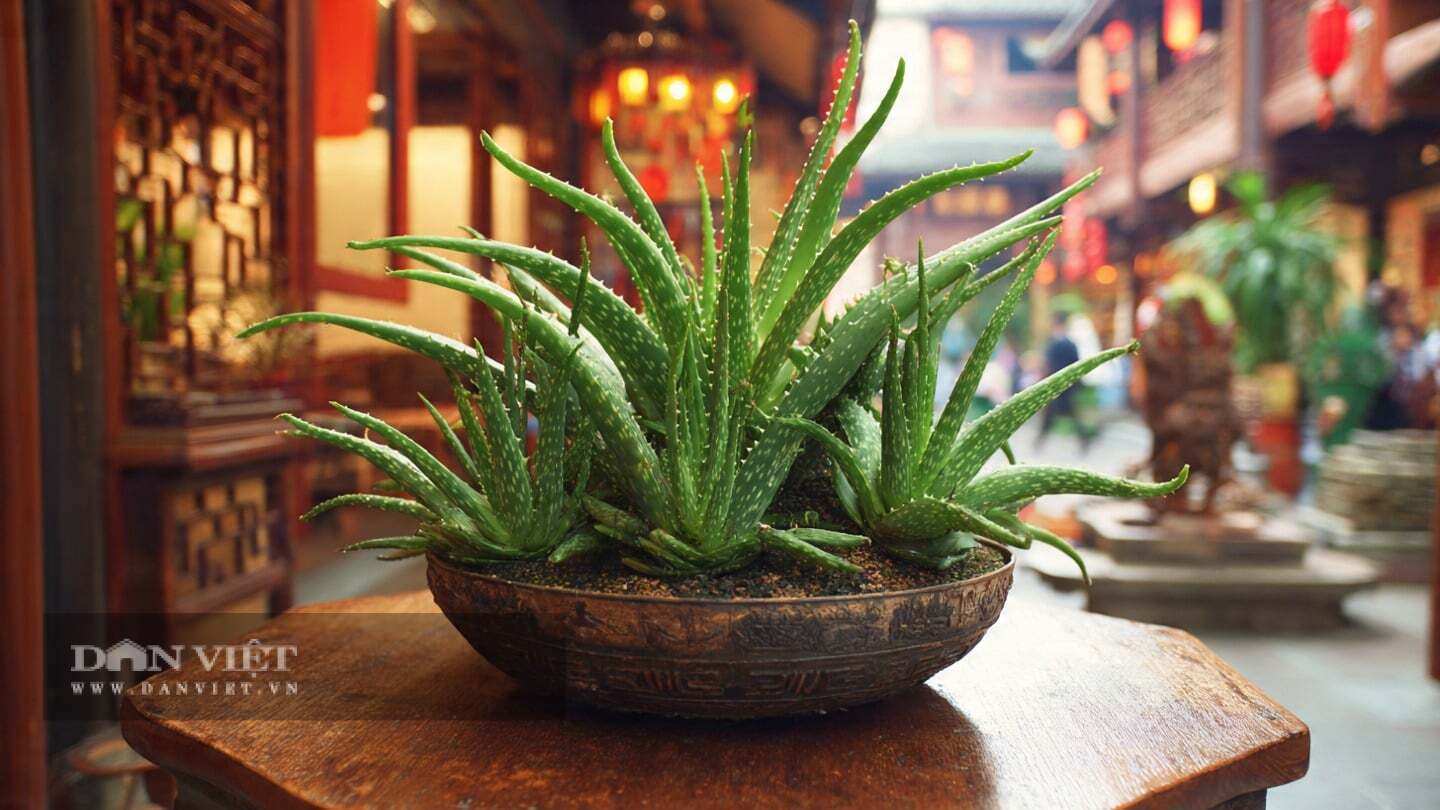 Theo phong thủy, cây cảnh lô hội thuộc mệnh Mộc