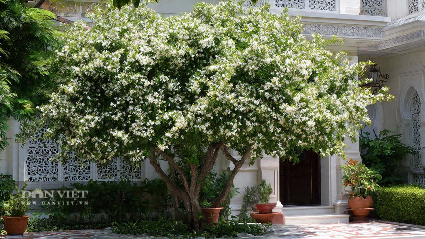 Sự tương phản giữa những cánh hoa trắng như tuyết với những chiếc lá xanh đậm bóng mượt rất nổi bật