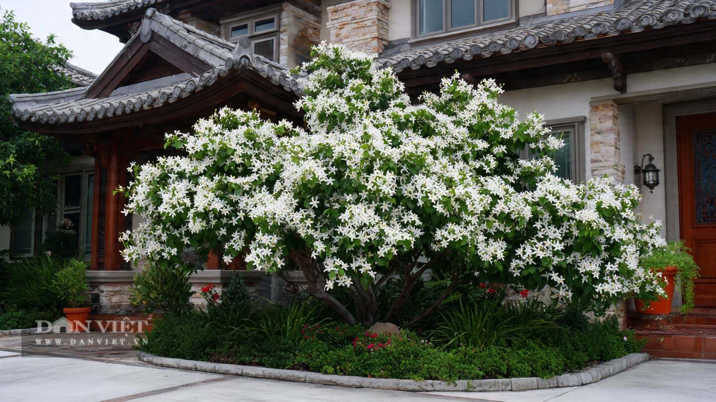 Cây cảnh tương đối chịu hạn