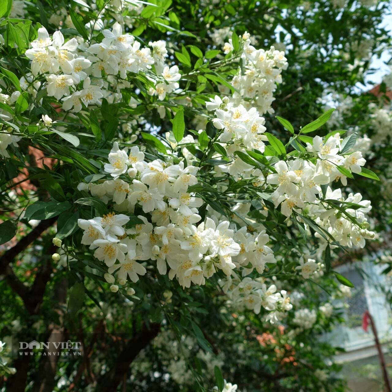 Tưới nước thường xuyên hơn vào những ngày nắng