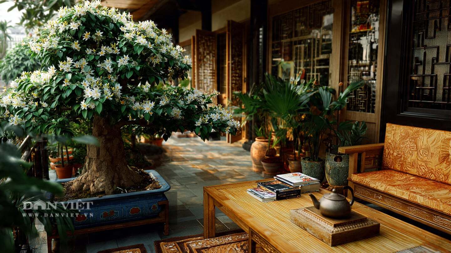 Cây cảnh ưa nắng