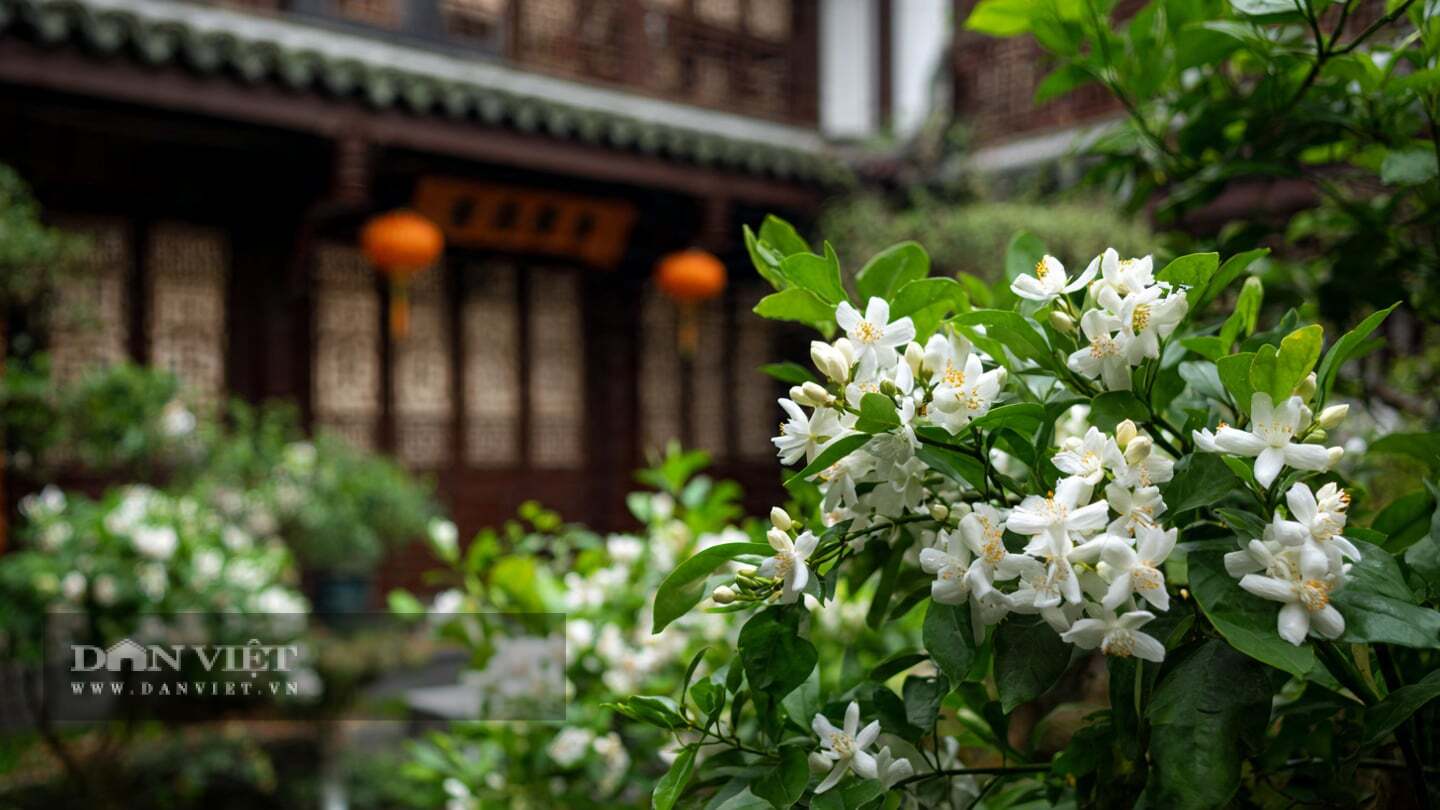 Cây cảnh thanh lọc không khí