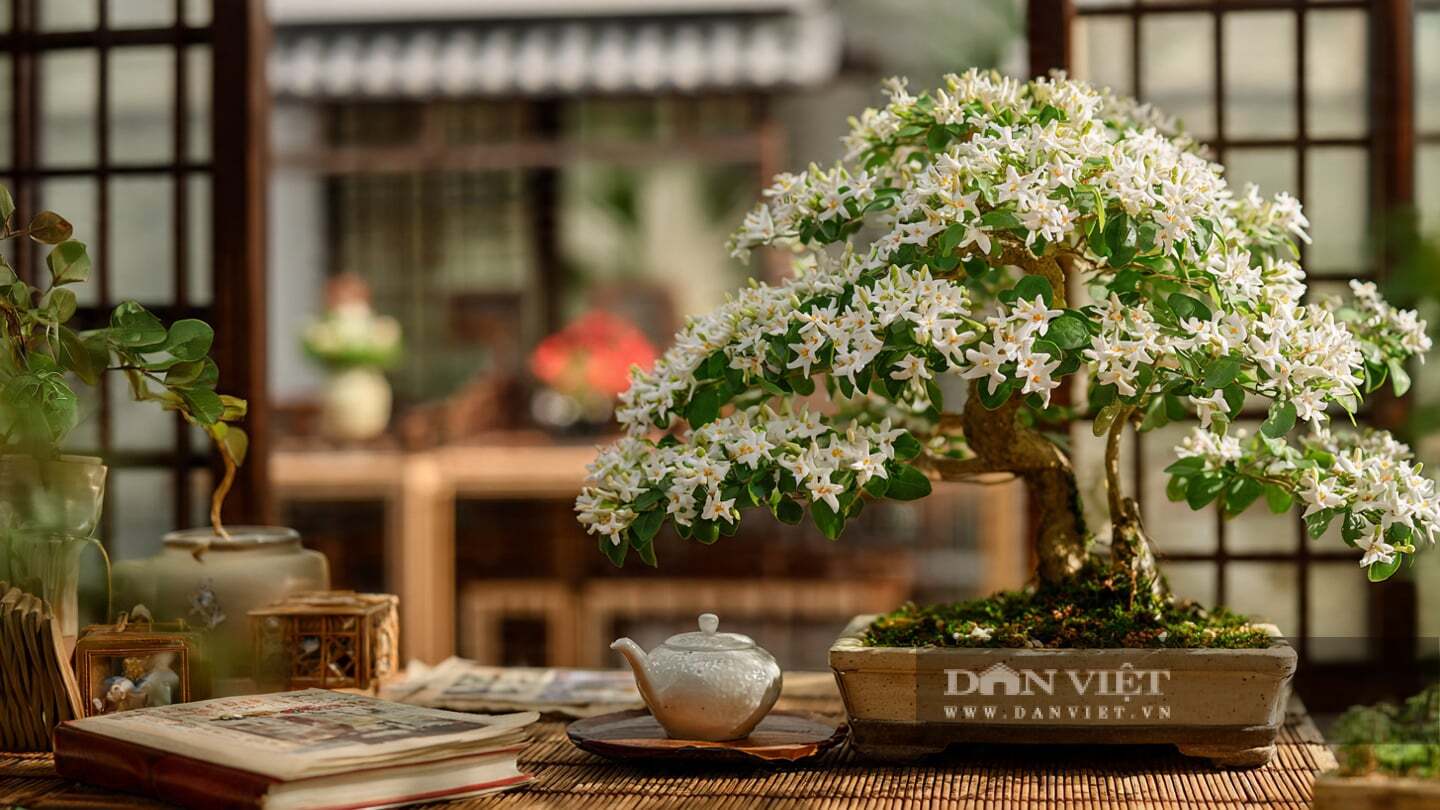 Cây cảnh nở hoa hơn 200 ngày mỗi năm.