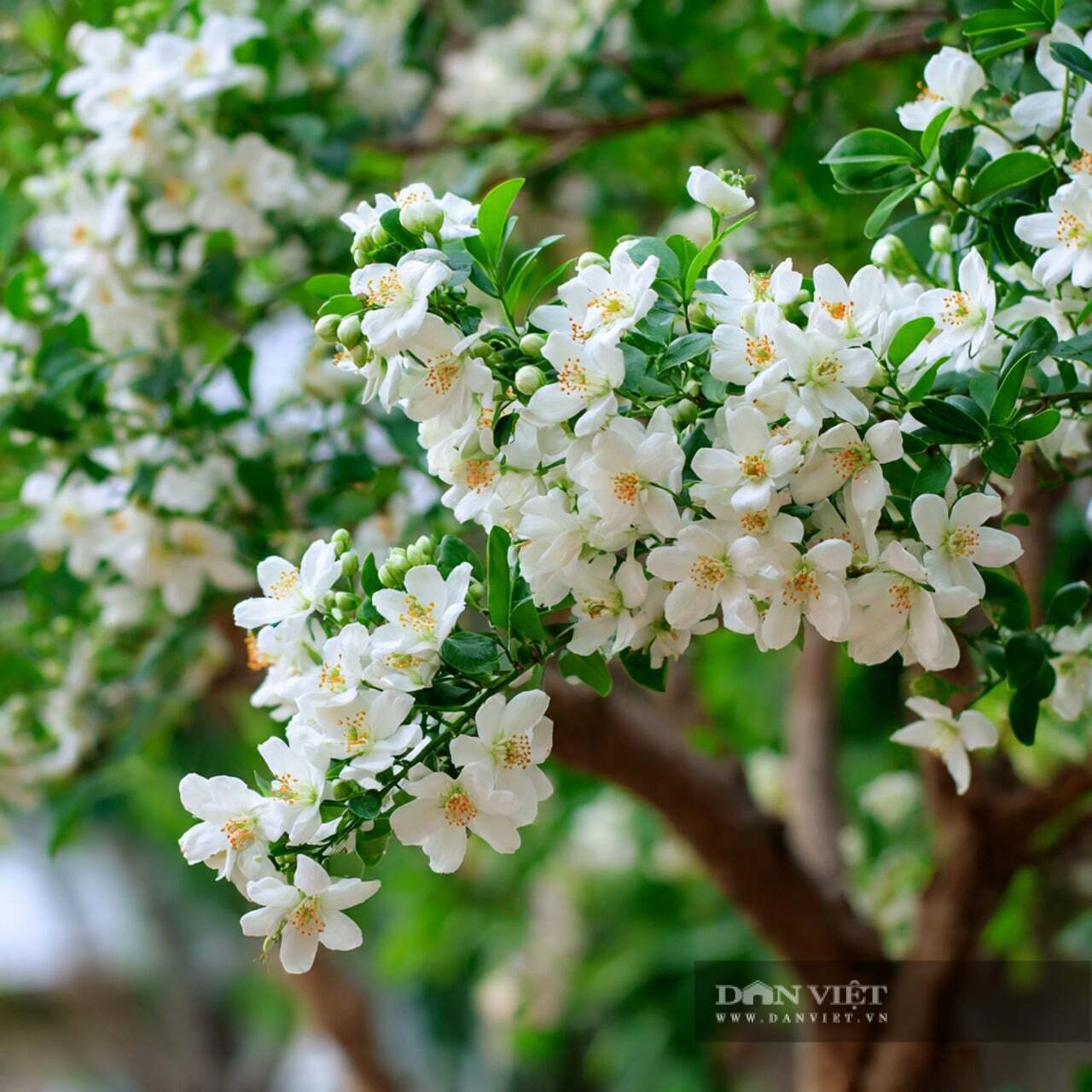 Những bông hoa giống như hoa nhài hoặc hoa cam thu nhỏ