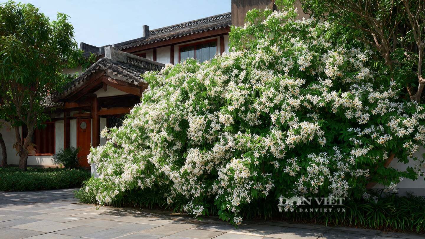 Khi nở hoa, nó thường thu hút ong đến hút mật