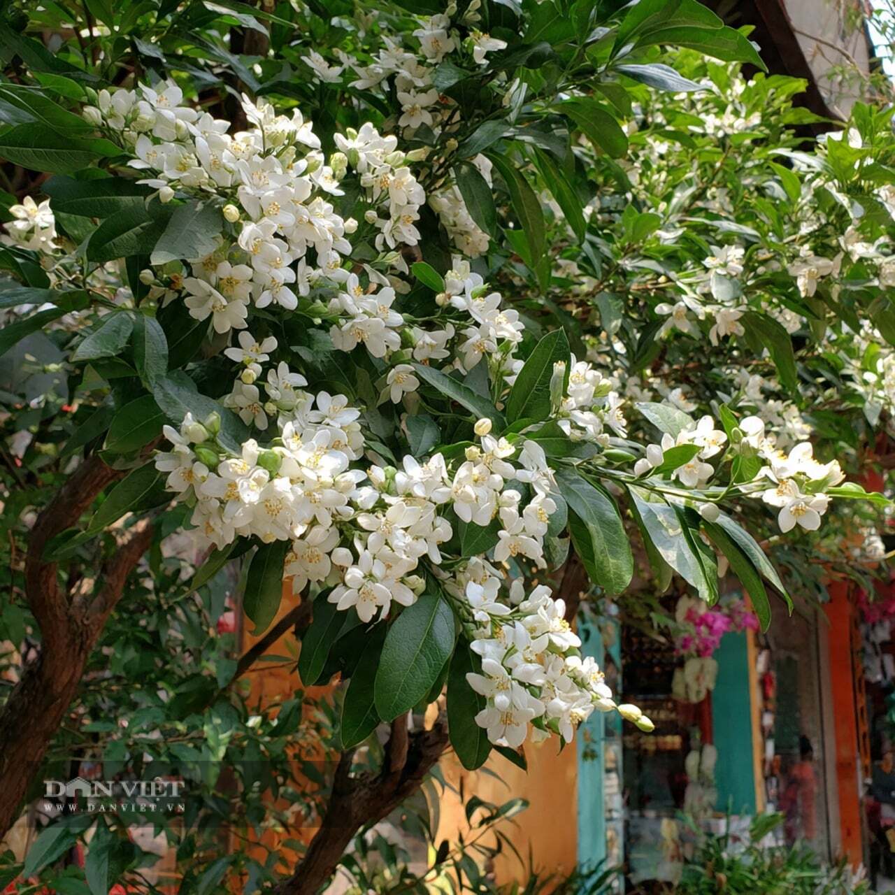 Mùi hương của nguyệt quế càng nồng nàn hơn sau khi mặt trời lặn