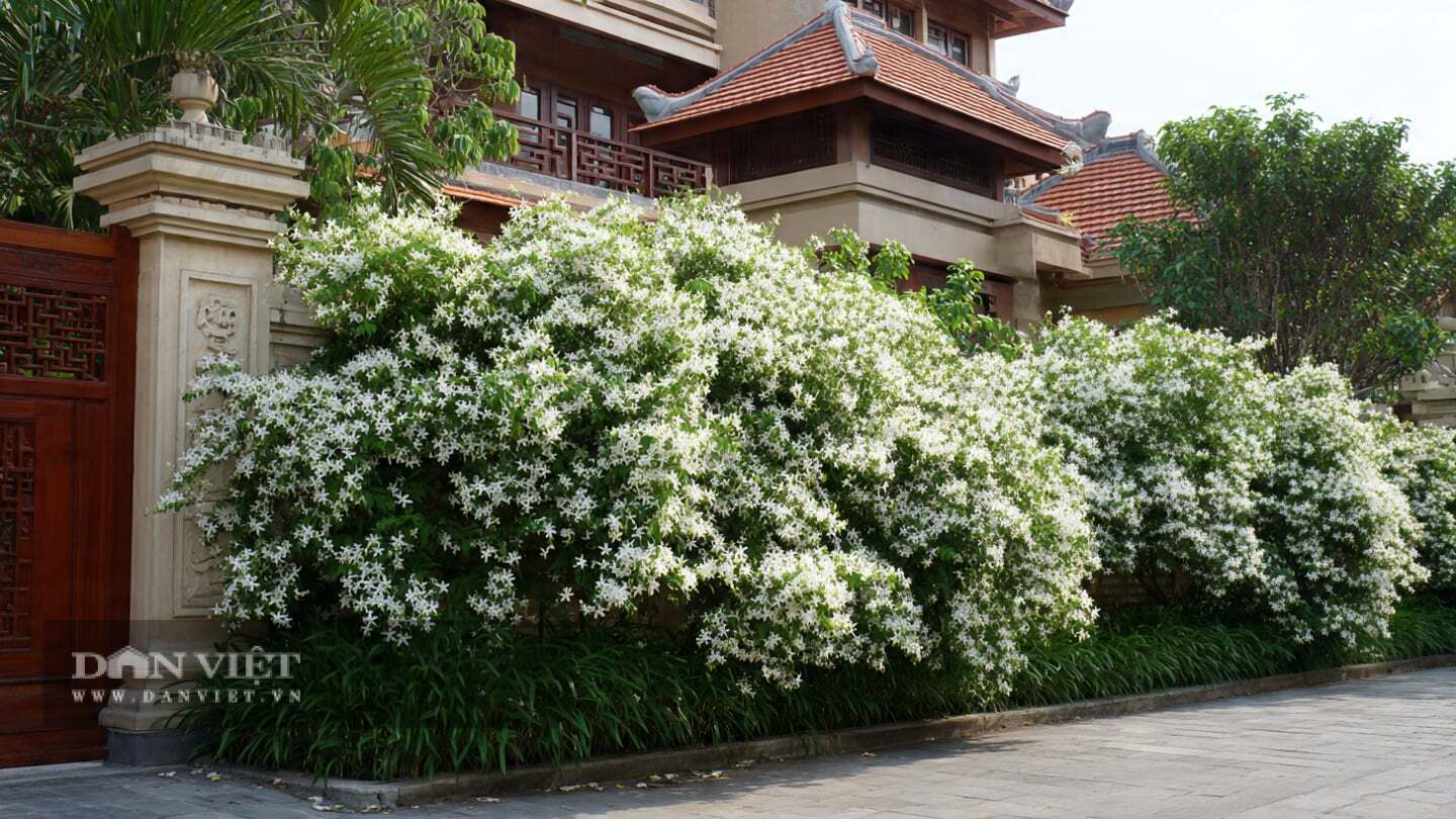 Năng lượng tích cực mạnh mẽ của cây cảnh được cho là áp chế tà khí