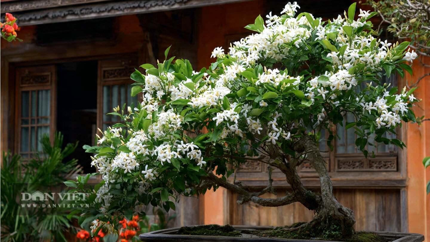 Không trồng cây cảnh ở nơi thiếu sáng