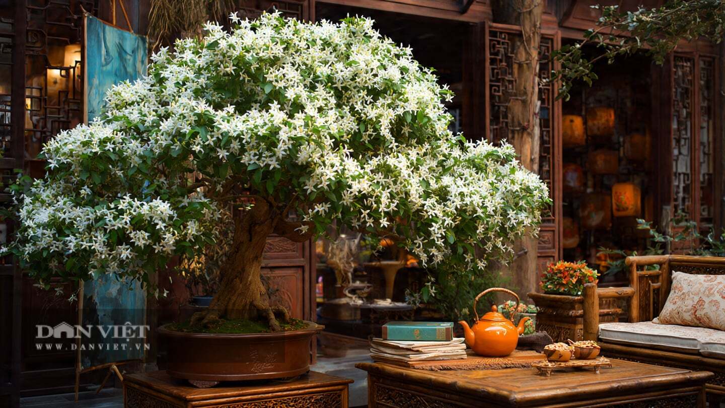 Bón phân nhiều hơn trong mùa sinh trưởng