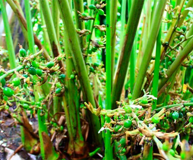 Loại quả đắt đỏ bậc nhất thế giới, Việt Nam trồng bạt ngàn thu hoạch nhiều năm, thành đặc sản tốt cho sức khoẻ - 1