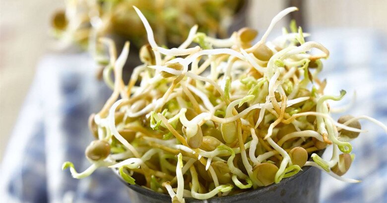 Mầm đậu lăng giàu protein, ít calo phù hợp với người giảm cân (Ảnh minh hoạ)