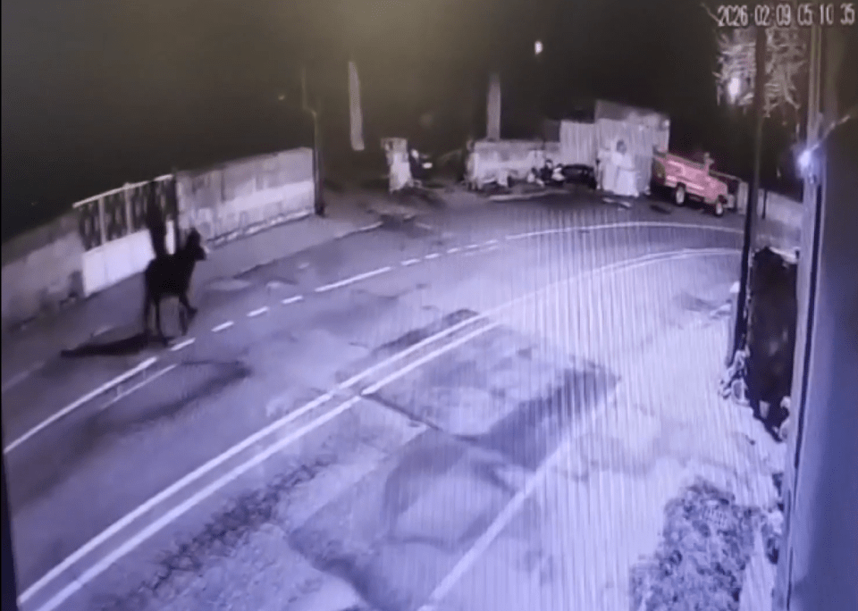 Toàn cảnh vụ trộm “khó đỡ” được camera ghi lại: Đột nhập bằng xe nâng, ôm 150g vàng cưỡi lừa tẩu thoát- Ảnh 2.