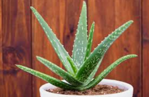 Cây cảnh lô hội vừa làm cảnh vừa giúp chăm sóc da.