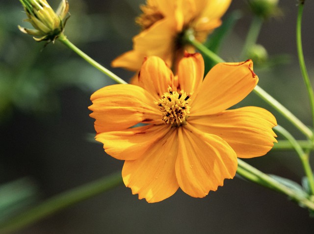 Tuổi trung niên, nhiều người sinh vào giờ Dần đã thoát khỏi khó khăn, xây dựng được cuộc sống dư dả và ổn định. Ảnh minh họa