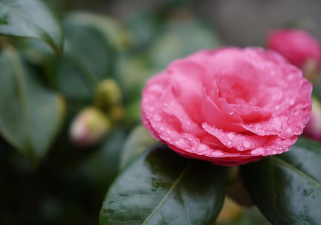 Không chỉ dừng lại ở khả năng giao tiếp, người sinh giờ Dần còn có mục tiêu rõ ràng và tinh thần cầu tiến - Ảnh minh họa.