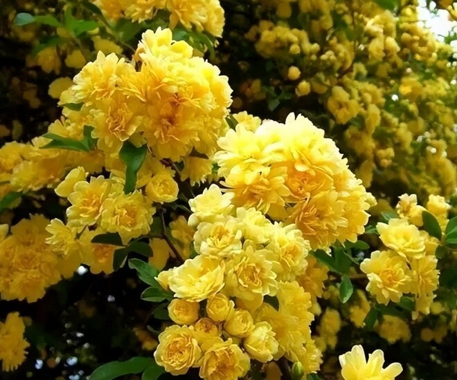 Hồng mân côi vàng.