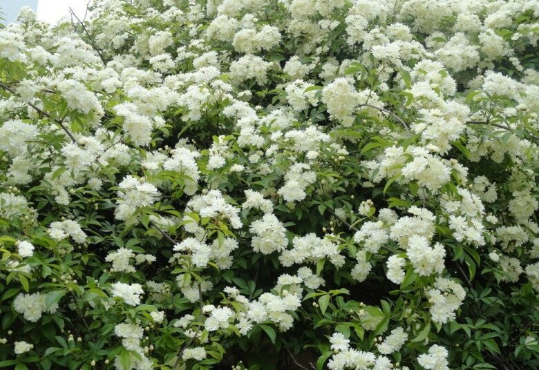 Loài hoa thơm hơn mộc hương và hoa nhài, dễ trồng hơn trầu bà, nở liên tục 150 ngày cả 1000 bông - 4