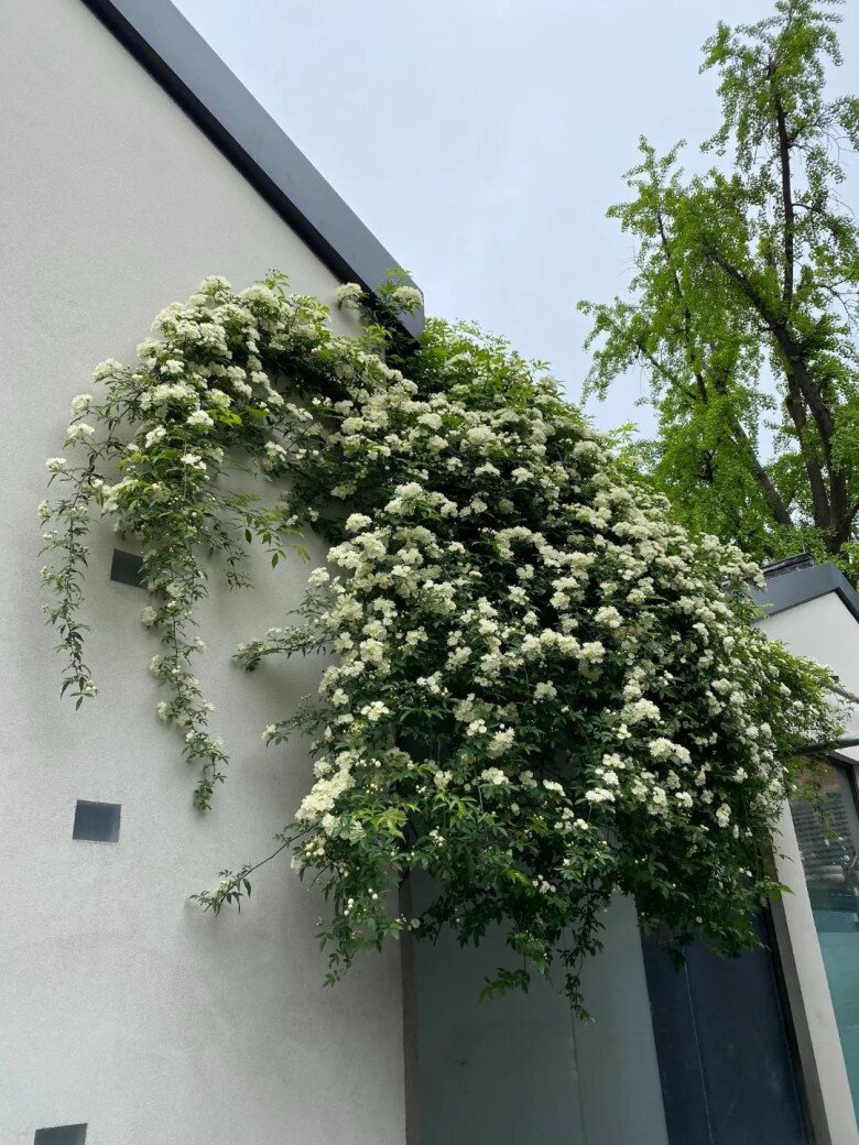 Loài hoa thơm hơn mộc hương và hoa nhài, dễ trồng hơn trầu bà, nở liên tục 150 ngày cả 1000 bông - 5