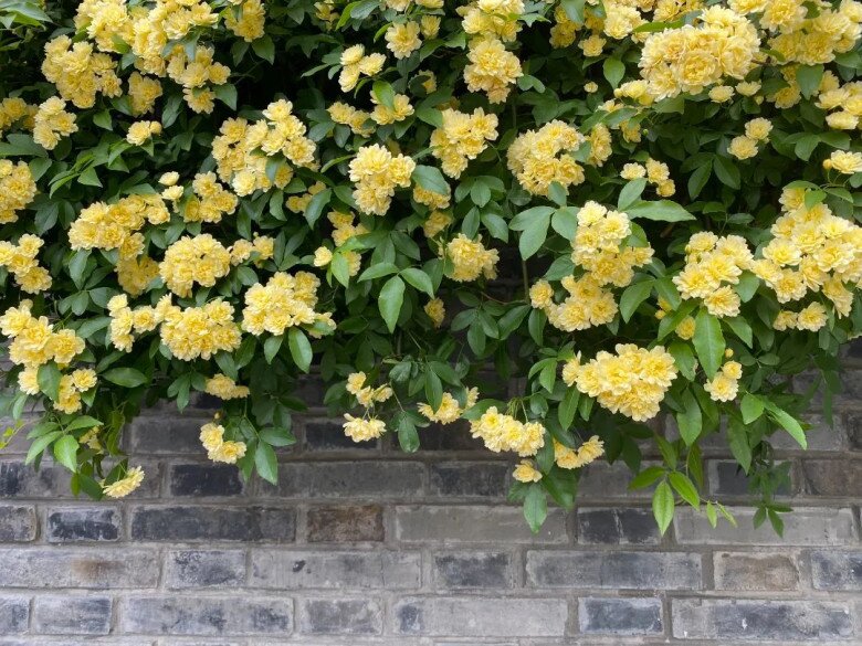 Loài hoa thơm hơn mộc hương và hoa nhài, dễ trồng hơn trầu bà, nở liên tục 150 ngày cả 1000 bông - 6