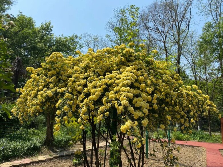Loài hoa thơm hơn mộc hương và hoa nhài, dễ trồng hơn trầu bà, nở liên tục 150 ngày cả 1000 bông - 7