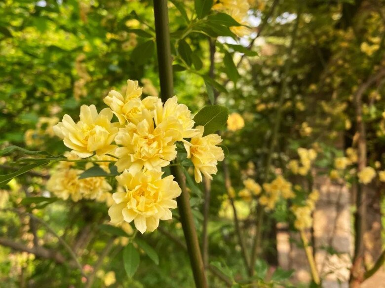 Loài hoa thơm hơn mộc hương và hoa nhài, dễ trồng hơn trầu bà, nở liên tục 150 ngày cả 1000 bông - 9