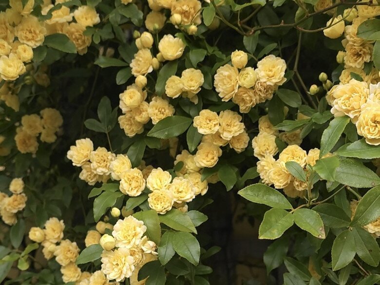 Loài hoa thơm hơn mộc hương và hoa nhài, dễ trồng hơn trầu bà, nở liên tục 150 ngày cả 1000 bông - 10