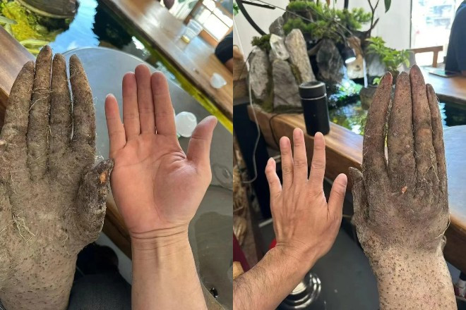 Nông dân đào được củ khoai khủng, hình dáng lạ, khách trả hơn 30 triệu không bán. Ảnh: MSN