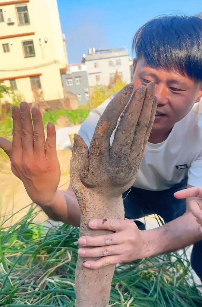 Củ khoai có hình dáng lạ được trả hơn 30 triệu đồng. Ảnh: MSN