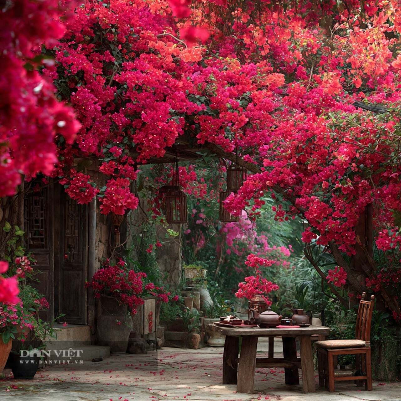 Tuyệt đối không được để cây cảnh hoa giấy bị khô