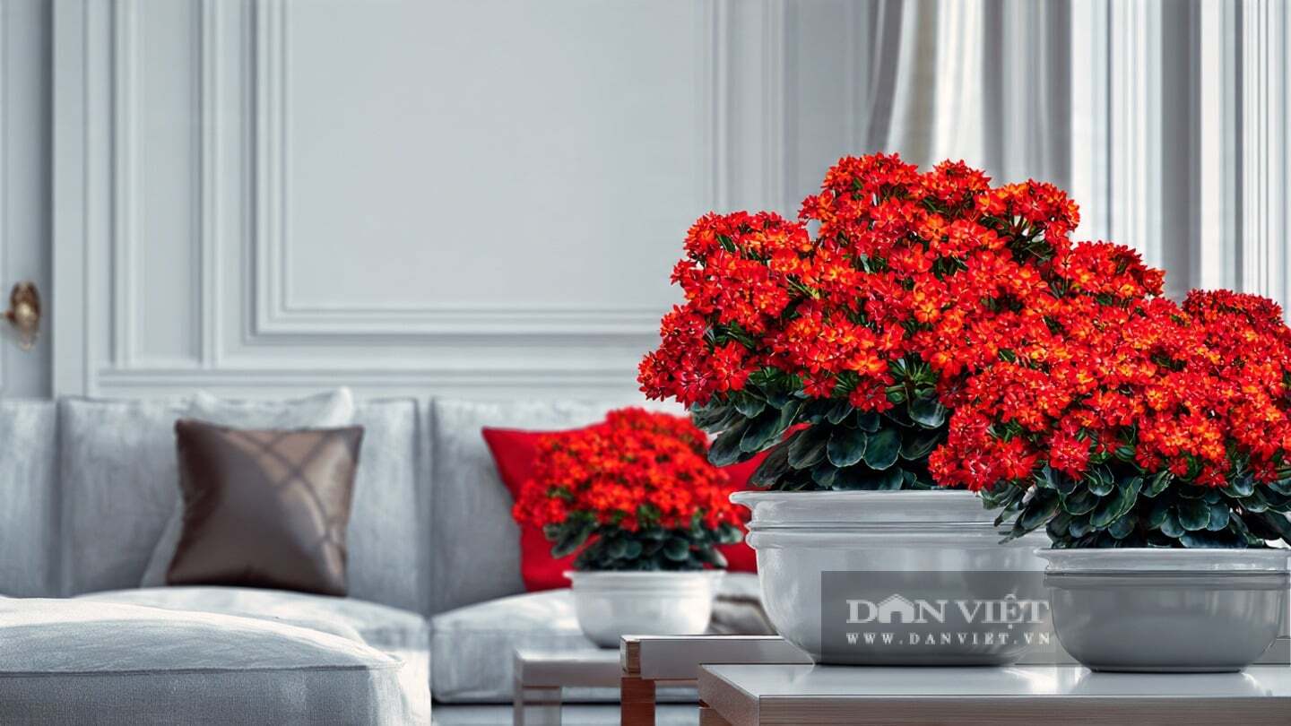 Không nên vội bón phân cho cây cảnh sau khi tỉa cành