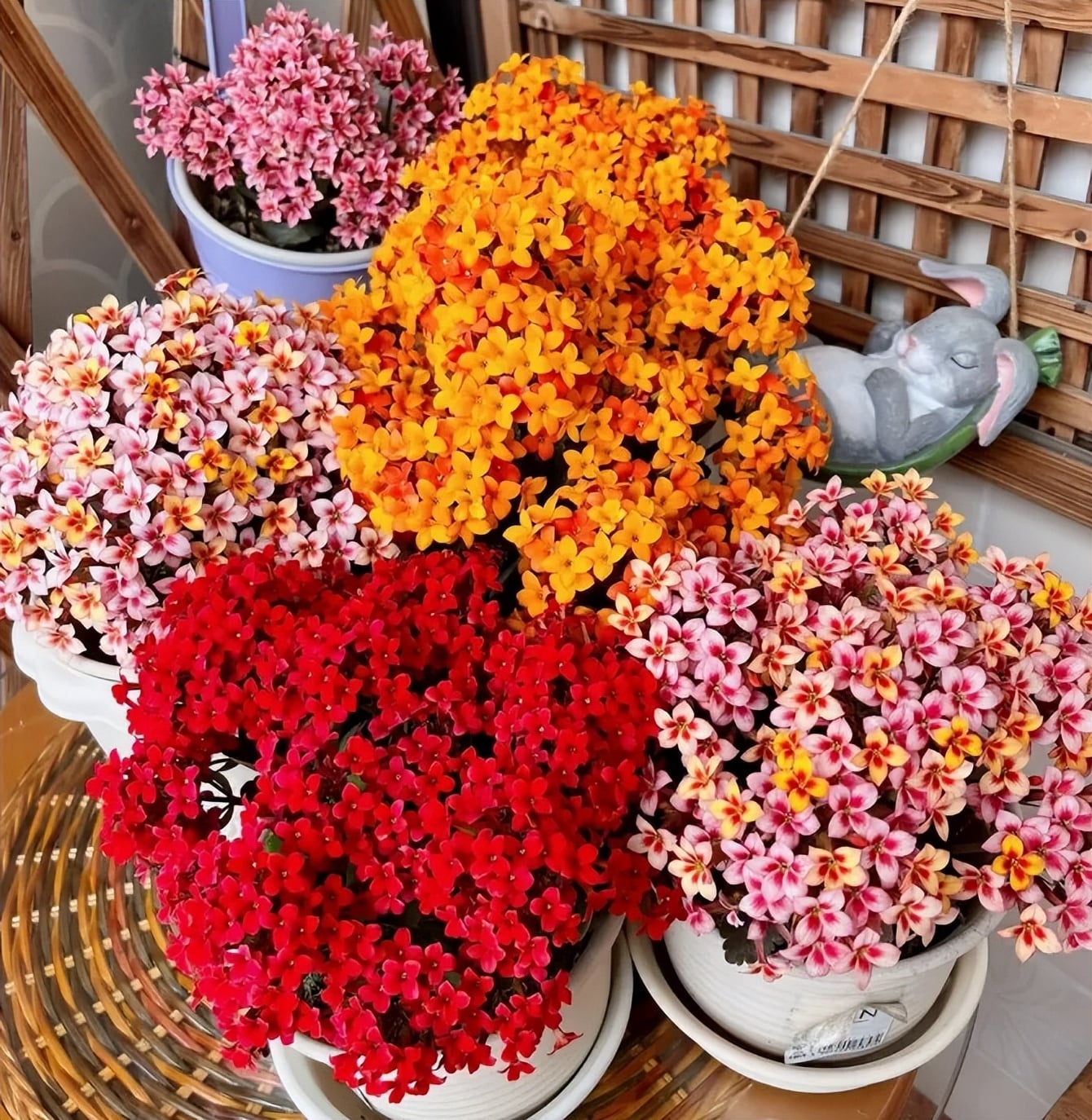 Đây là một cây cảnh rất đáng trồng.