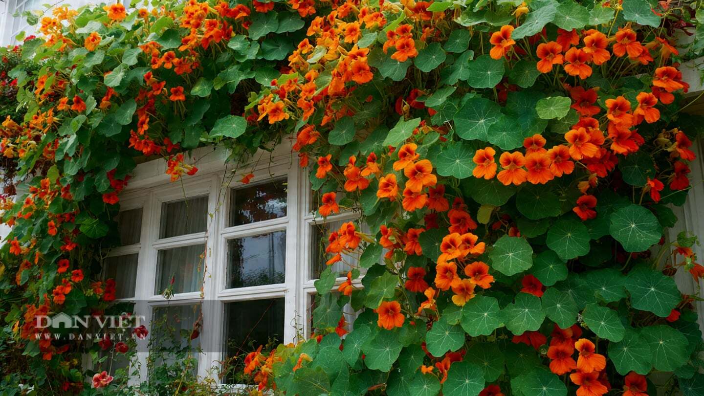 Cây cảnh này rất ưa nước