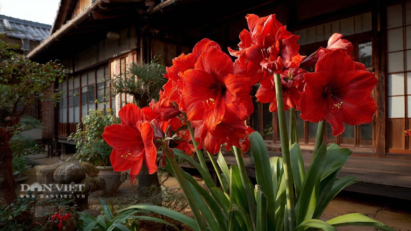 Trời nóng ấm nên tưới nước cho cây cảnh